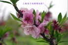 ֹ,󷨵ʮһ編ִգ150أ - ִ - minghui.org