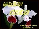 ֹ,󷨵ʮһ編ִգ150أ - ִ - minghui.org