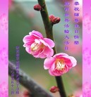Published on 5/12/2010 法轮功,被中共非法劫持的大法弟子恭贺师尊华诞暨世界法轮大法日 - 法轮大法明慧网 - minghui.org