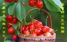 ֹ,󷨵ӹʦ𻪵5.13編ִ - ִ - minghui.org