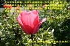 ֹ,󷨵ӹʦ𻪵5.13編ִ - ִ - minghui.org