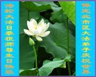 Published on 5/12/2010 ֹ,󷨵ӹʦ𻪵200 - ִ - minghui.org