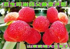 ֹ,󷨵Ӻʦ𻪵߷ִգ176أ - ִ
