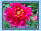 Published on 5/13/2011 ֹ,½󷨵Ӻʦ𻪵߷ִգ32 - ִ
