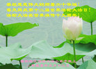 Published on 5/13/2011 ֹ,СӾףʦ𻪵 - ִ
