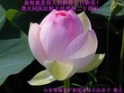 Published on 5/11/2012 ֹ,ҵ󷨵ӹطִ󷨺鴫ʮ - ִ
