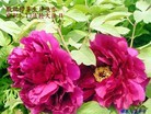 Published on 5/14/2012 ֹ,½󷨵Ӻʦ𻪵߷ִ(176) - ִ
