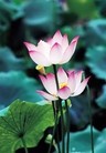 Published on 5/14/2012 ֹ,½󷨵Ӻʦ𻪵߷ִ(68) - ִ
