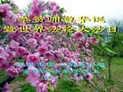 Published on 5/8/2013 法轮功,江苏大法弟子恭贺师尊华诞暨法轮大法日(18条)
