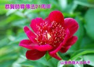 ֹ,ʴ󷨵ӹʦ𻪵߷ִ(20)
