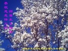 Published on 5/13/2013 法轮功,教育系统大法弟子恭贺师尊华诞暨法轮大法日(31条)
