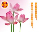 ֹ,½󷨵ӹʦ𻪵߷ִ(30)

