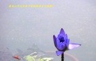 ֹ,½󷨵ӹʦ𻪵߷ִ(31)
