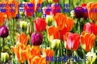 ֹ,½󷨵ӹʦ𻪵߷ִ(31)
