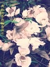 ֹ,½󷨵ӹʦ𻪵߷ִ(31)
