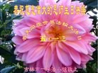 ֹ,д󷨵ӹʦ𻪵߷ִ(26)

