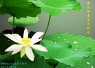 Published on 5/13/2013 法轮功,大陆大法弟子恭贺师尊华诞暨法轮大法日(46条)
