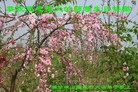 ֹ,󷨵ӹʦ𻪵編ִգ18
