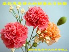 ֹ,Ϋ󷨵ӹʦ𻪵編ִգ19

