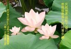 ֹ,人󷨵ӹʦ𻪵編ִգ19
