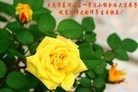 Published on 5/13/2013 法轮功,大庆大法弟子恭贺师尊华诞暨世界法轮大法日(15条)
