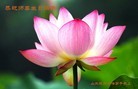 Published on 5/13/2013 法轮功,青岛大法弟子恭贺师尊华诞暨法轮大法日(27条）
