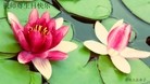 Published on 5/13/2013 ֹ,󷨵ӹʦ𻪵߷ִ(22)
