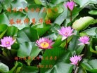 ֹ,󷨵ӹʦ𻪵߷ִգ26
