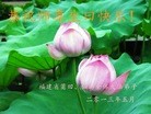 ֹ,󷨵ӹʦ𻪵߷ִգ26
