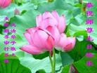 Published on 5/13/2013 法轮功,各行业大法弟子恭贺师尊华诞暨法轮大法日(47条)
