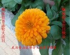 ֹ,人󷨵ӹʦ𻪵߷ִգ31

