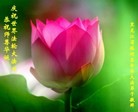 Published on 5/13/2013 法轮功,黑龙江大法弟子恭贺师尊华诞暨法轮大法日(28条)
