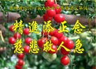 法轮功,吉林市大法弟子恭贺师尊华诞暨大法洪传二十二周年(20条)
