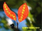 法轮功,长春大法弟子恭贺师尊华诞暨大法洪传二十二周年(20条)
