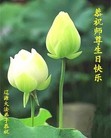 法轮功,吉林省大法弟子恭贺师尊华诞暨大法洪传二十二周年(22条)

