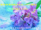 ֹ,󷨵ӹʦ𻪵ߴ󷨺鴫ʮ(24)
