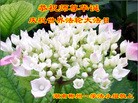 法轮功,湖南大法弟子恭贺师尊华诞暨大法洪传二十二周年(22条)
