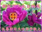法轮功,长春大法弟子恭贺师尊华诞暨大法洪传二十二周年(20条)
