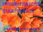 ֹ,ɽ󷨵ӹʦ𻪵ߴ󷨺鴫ʮ(22)
