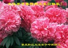 法轮功,重庆大法弟子恭贺师尊华诞暨大法洪传二十二周年(24条)
