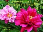 法轮功,吉林省大法弟子恭贺师尊华诞暨大法洪传二十二周年(22条)

