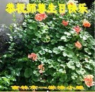 法轮功,吉林市大法弟子恭贺大法洪传二十二周年暨师尊华诞(24条)
