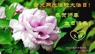 ֹ,󷨵ӹ編ִʦ𻪵(27)
