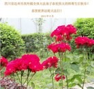 ���ֹ�,�Ĵ��󷨵��ӹ��ش󷨺鴫��ʮ��������ʦ�𻪵�(22��)
