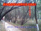 法轮功,湖南大法弟子恭贺大法洪传二十二周年暨师尊华诞(27条)
