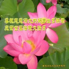 法轮功,重庆大法弟子恭贺世界法轮大法日暨师尊华诞(24条)
