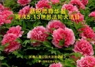 法轮功,长春大法弟子恭贺大法洪传二十二周年暨师尊华诞(26条)

