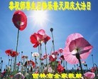法轮功,吉林市大法弟子恭贺大法洪传二十二周年暨师尊华诞(24条)
