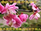 法轮功,长春大法弟子恭贺世界法轮大法日暨师尊华诞(27条)
