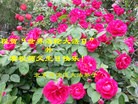 ֹ,󷨵ӹ編ִʦ𻪵(28)
